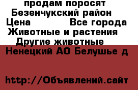 продам поросят .Безенчукский район  › Цена ­ 2 500 - Все города Животные и растения » Другие животные   . Ненецкий АО,Белушье д.